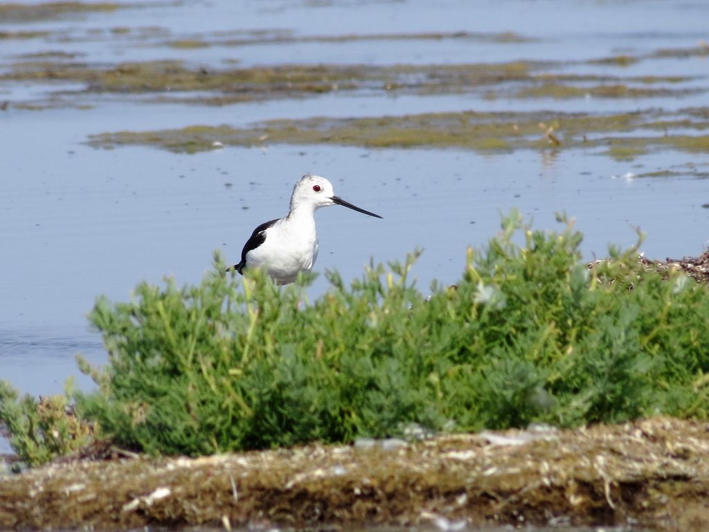 Himantopus himantopus (Linnaeus, 1758)