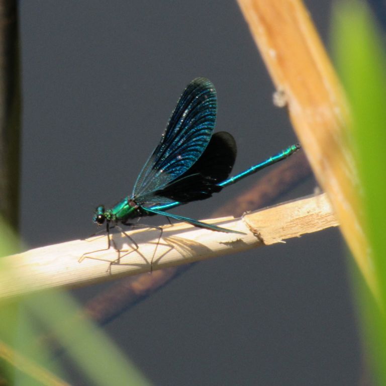 Calopteryx splendens (Harris, 1782)