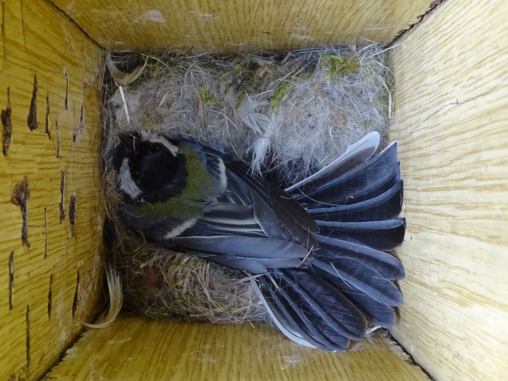 Parus major Linnaeus, 1758