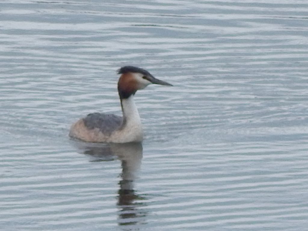 Podiceps cristatus (Linnaeus, 1758)