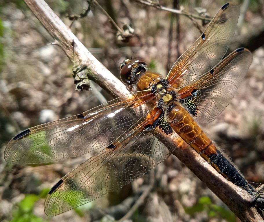 Libellula quadrimaculata Linnaeus, 1758