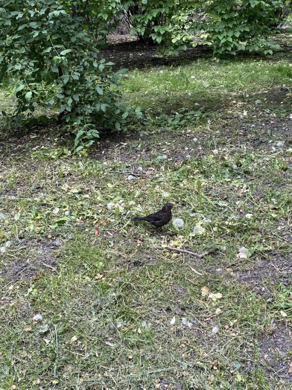 Turdus merula Linnaeus, 1758