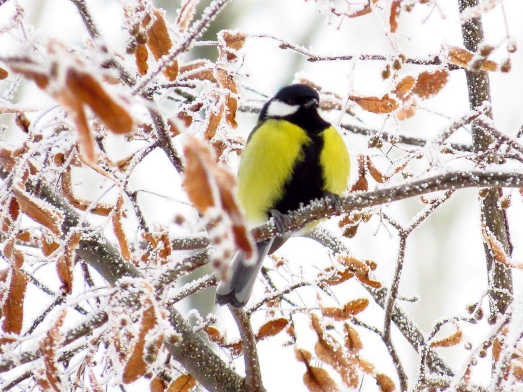 Parus major Linnaeus, 1758