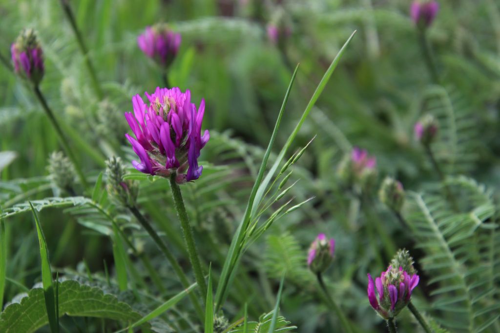 Astragalus onobrychis L.