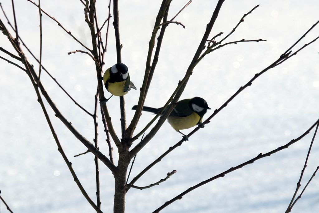Parus major Linnaeus, 1758