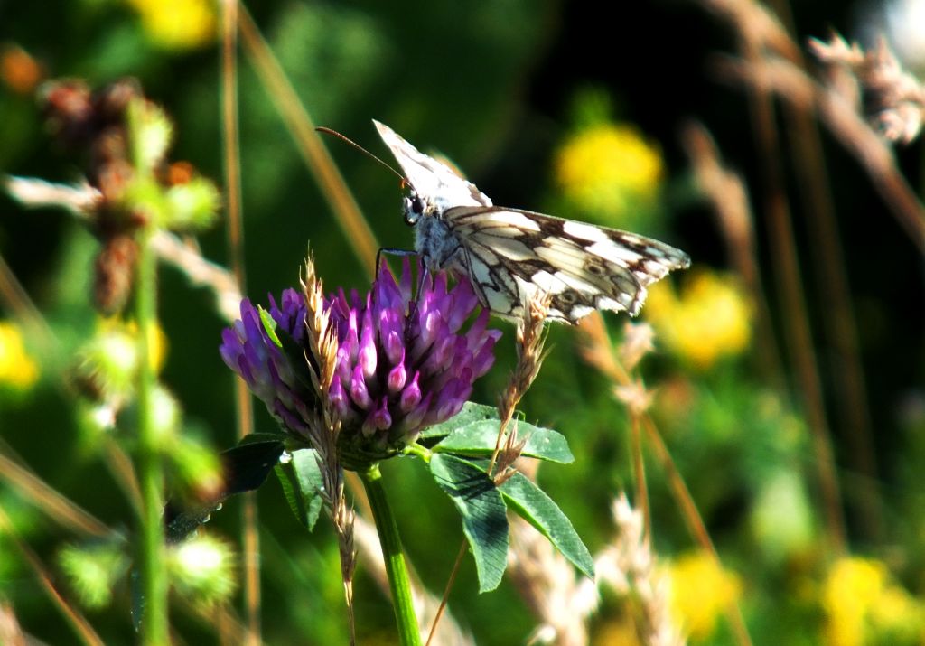 Melanargia galathea (Linnaeus, 1758)