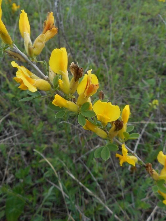 Cytisus paczoskii V.I.Krecz.
