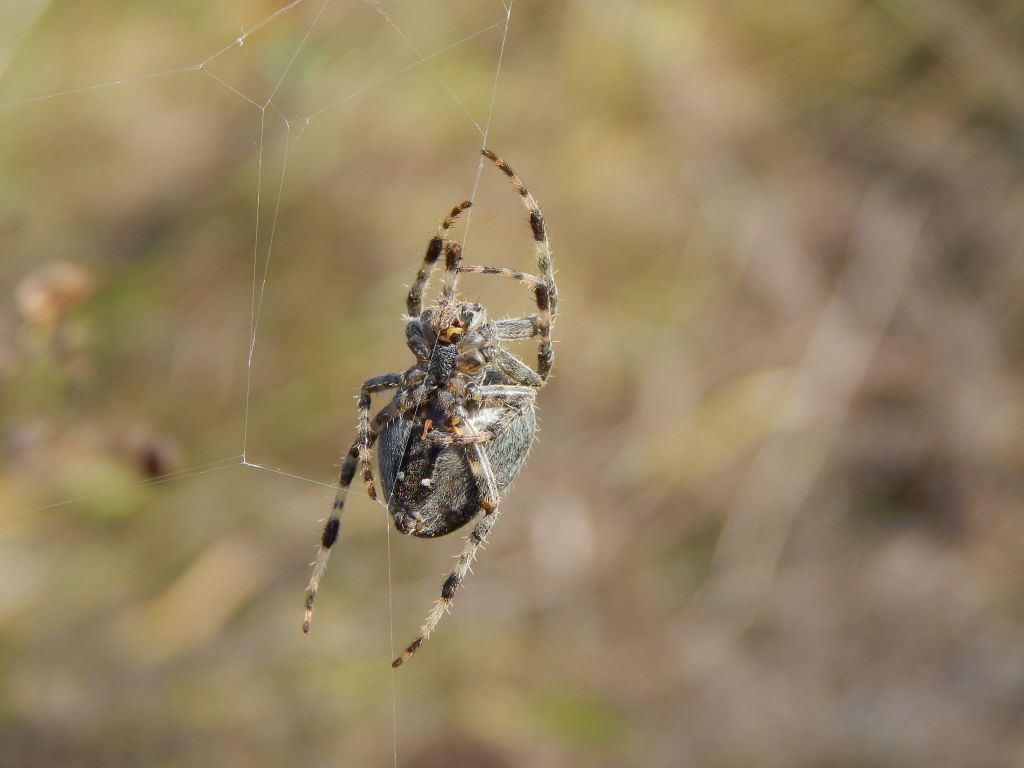 Araneus diadematus Clerck, 1757