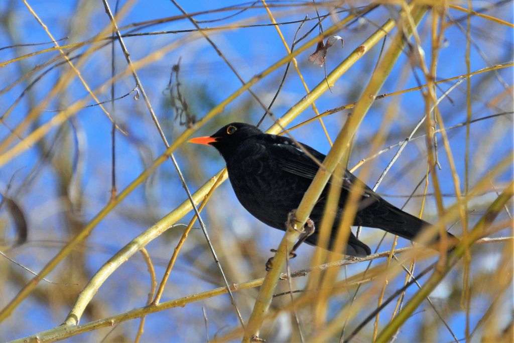 Turdus merula Linnaeus, 1758