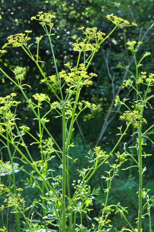 Pastinaca sativa L.