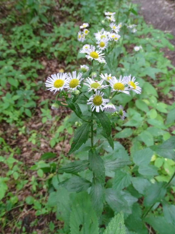 Erigeron annuus (L.) Pers.