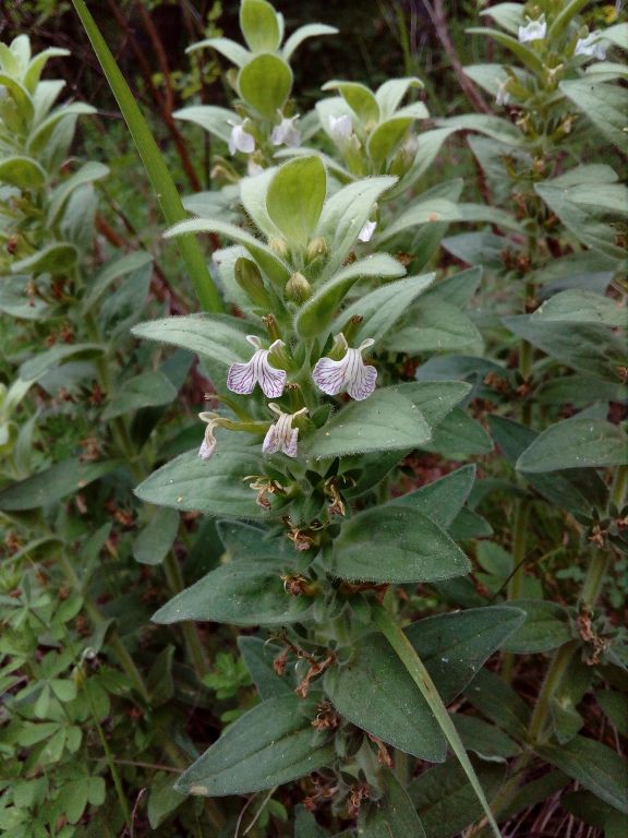 Ajuga laxmannii (L.) Benth.