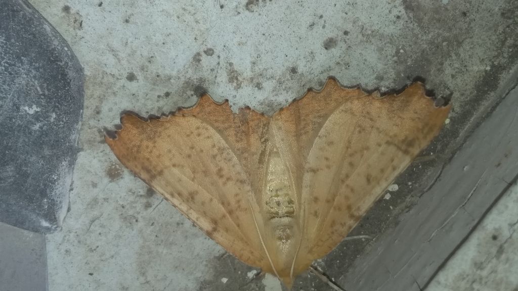 Ennomos autumnaria (Werneburg, 1859)