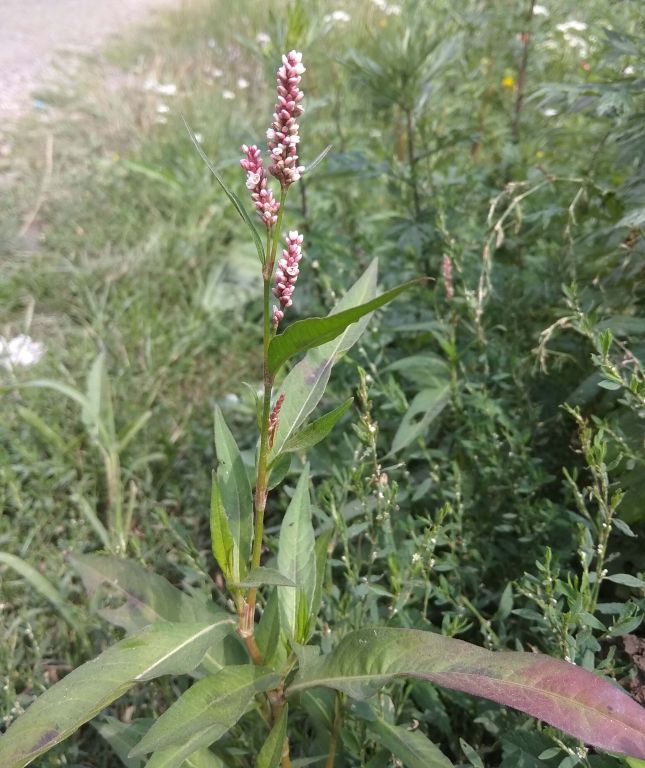 Persicaria maculosa Gray