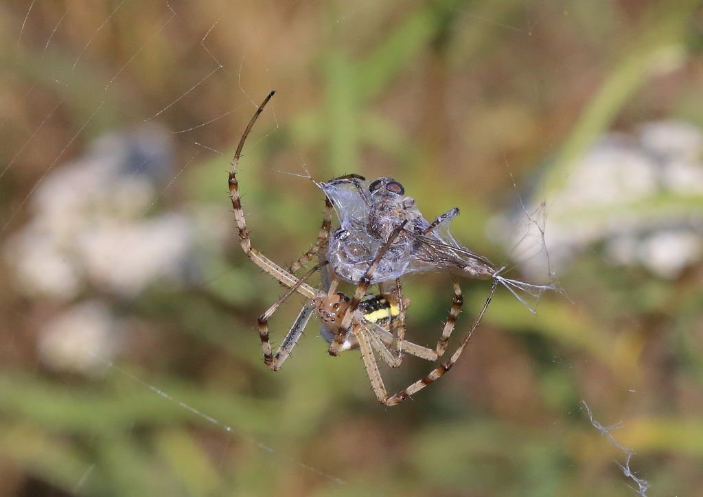Araneidae