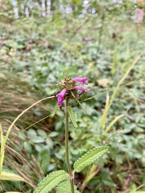 Betonica officinalis L.