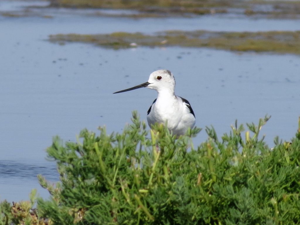 Himantopus himantopus (Linnaeus, 1758)