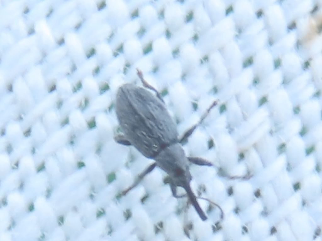 Apioninae Schoenherr, 1823