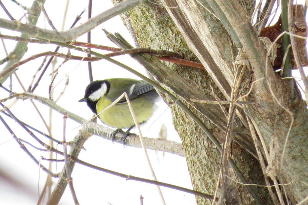 Parus major Linnaeus, 1758