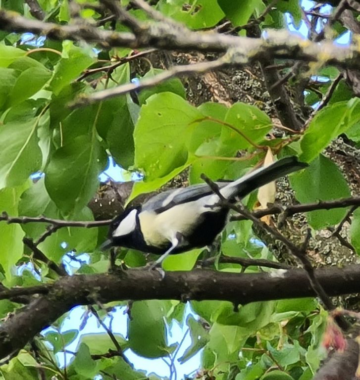 Parus major Linnaeus, 1758