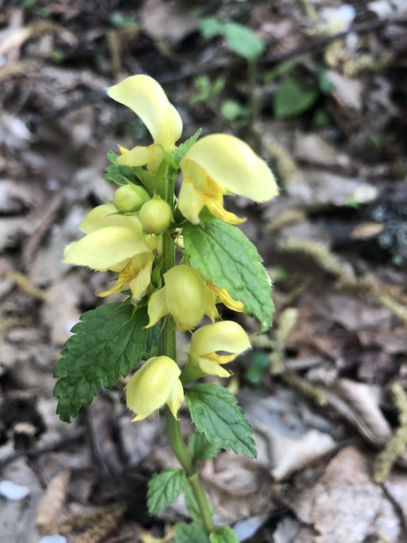Lamium galeobdolon (L.) L.