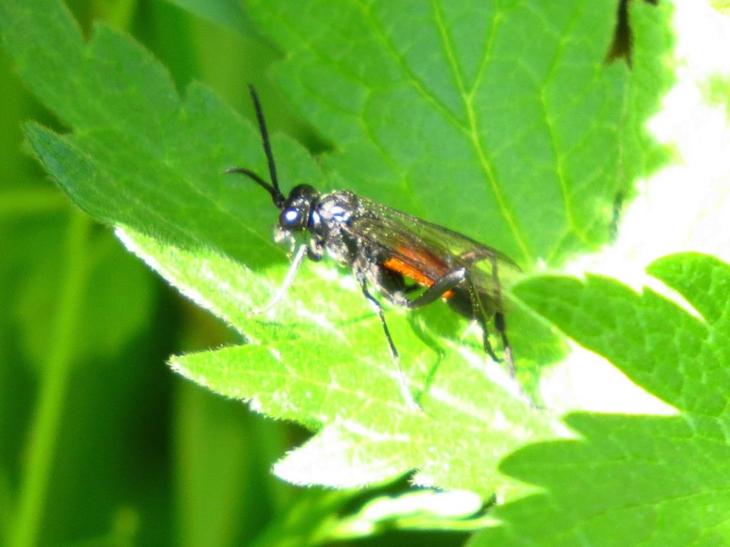 Tenthredinidae