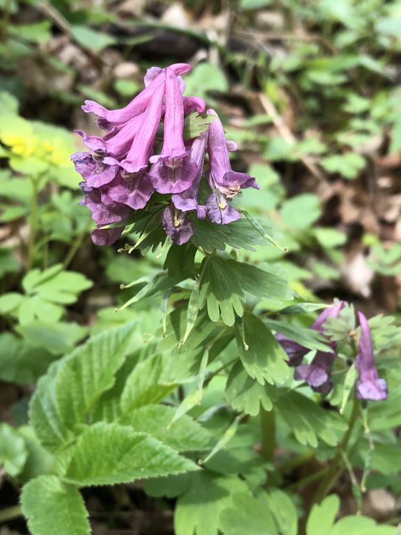 Corydalis solida (L.) Clairv.