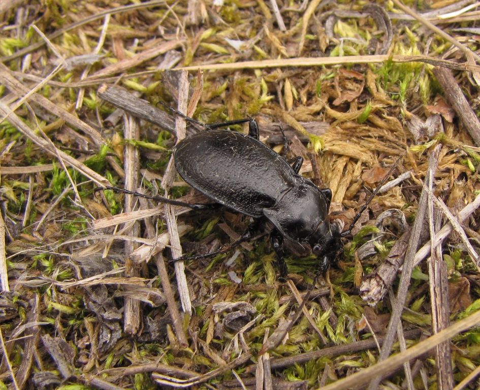 Trachycarabus Géhin, 1876