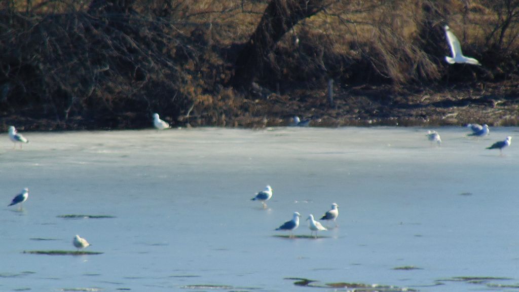 Larus cachinnans Pallas, 1811