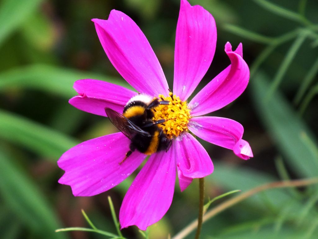 Bombus lucorum (Linnaeus, 1761)