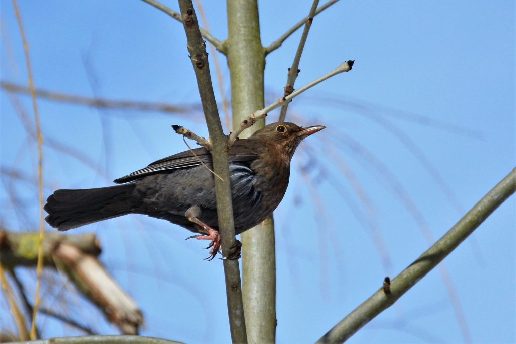 Turdus merula Linnaeus, 1758