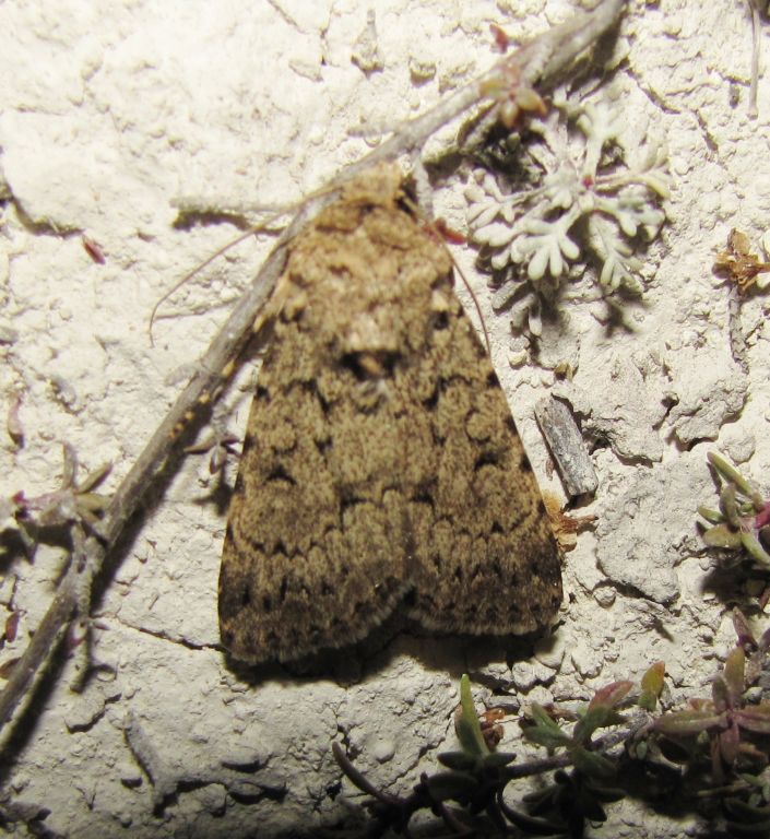 Dichagyris (Dichagyris) vallesiaca (Boisduval, 1837)