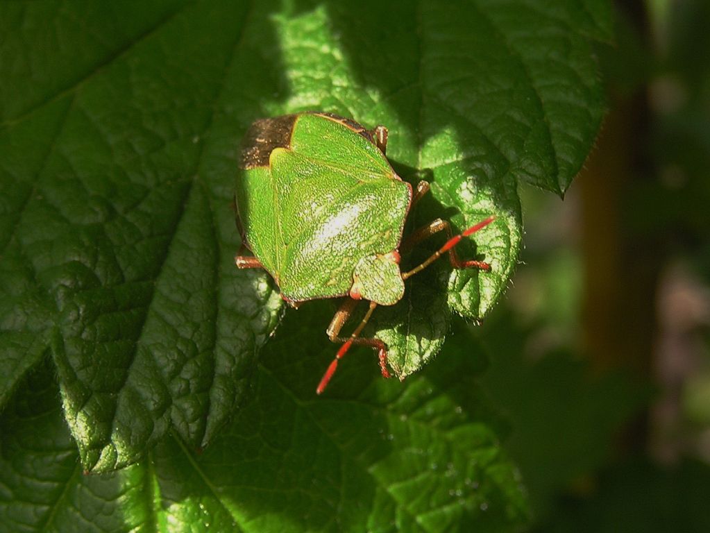 Palomena prasina (Linnaeus, 1761)
