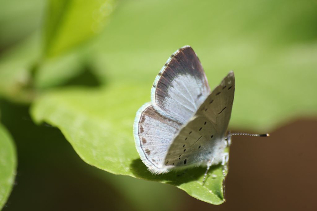 Celastrina argiolus (Linnaeus, 1758)
