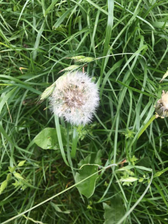 Taraxacum officinale Weber ex F.H.Wigg. s. l.