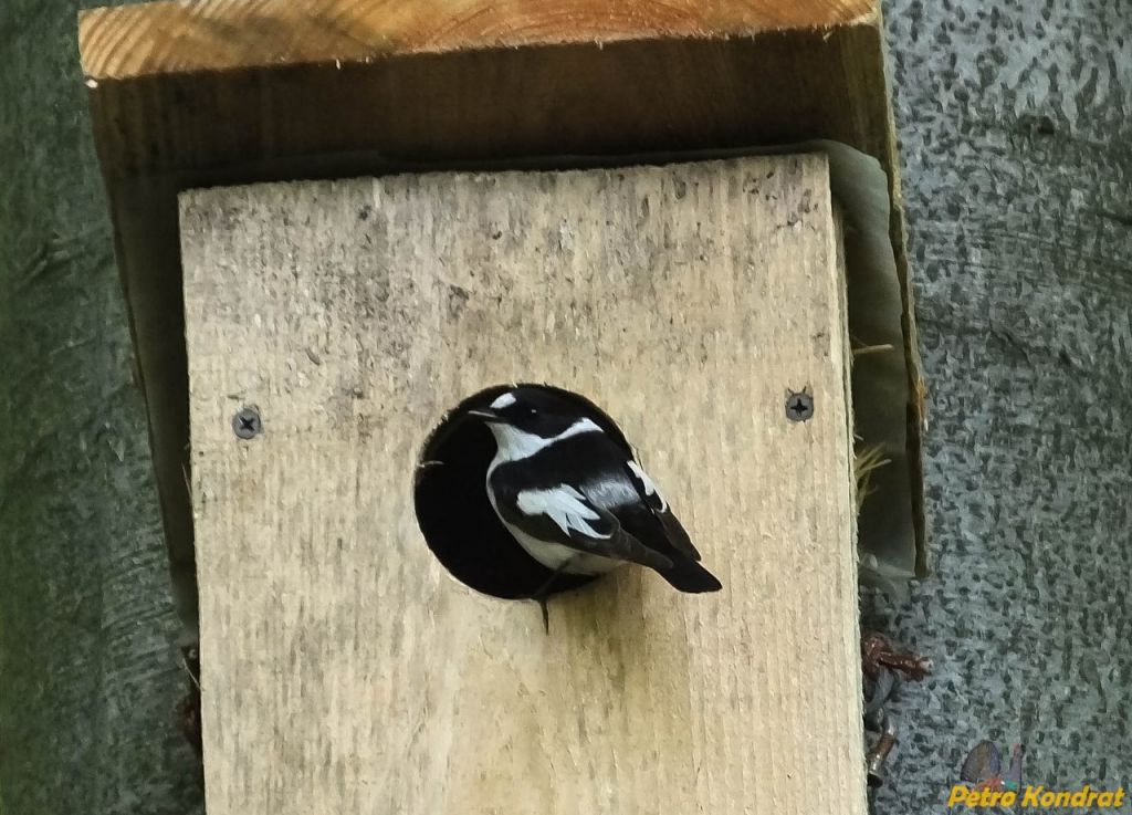 Ficedula albicollis (Temminck, 1815)