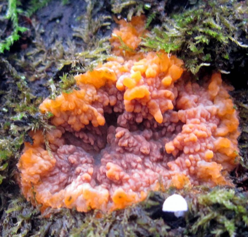 Phlebia radiata Fr.