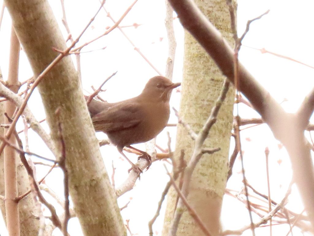 Turdus merula Linnaeus, 1758
