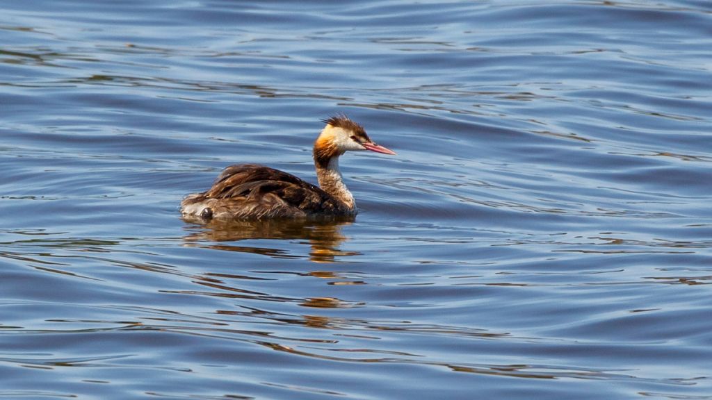 Podiceps cristatus (Linnaeus, 1758)