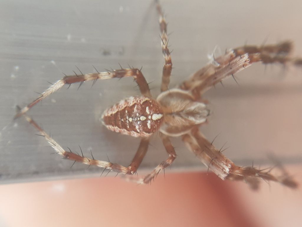 Araneus diadematus Clerck, 1757