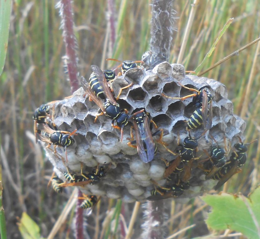 Polistes nimpha (Christ, 1791)