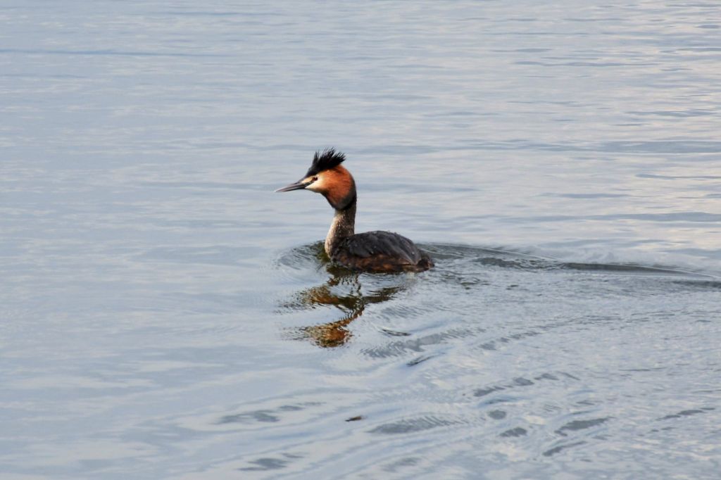 Podiceps cristatus (Linnaeus, 1758)