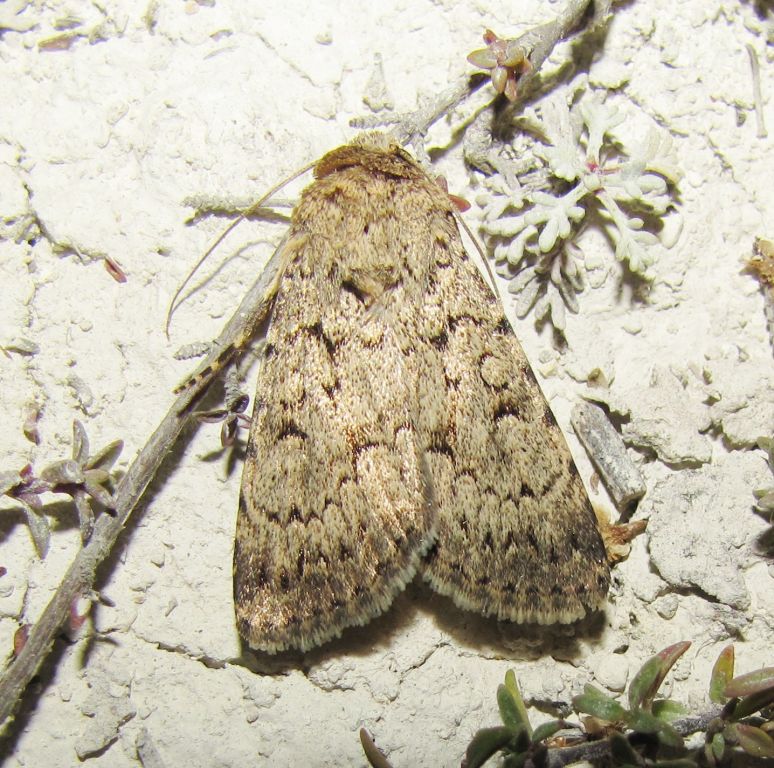 Dichagyris (Dichagyris) vallesiaca (Boisduval, 1837)