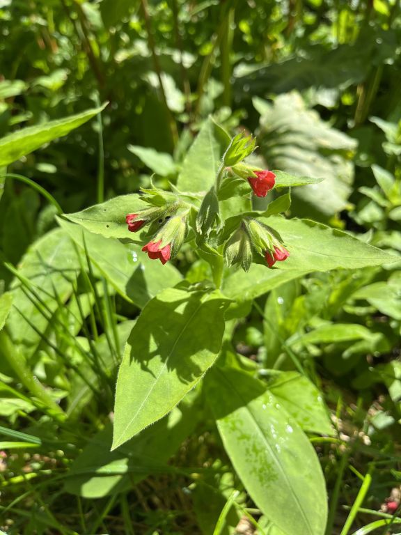 Pulmonaria filarszkyana Jáv.