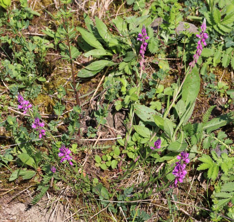 Polygala comosa Schkuhr