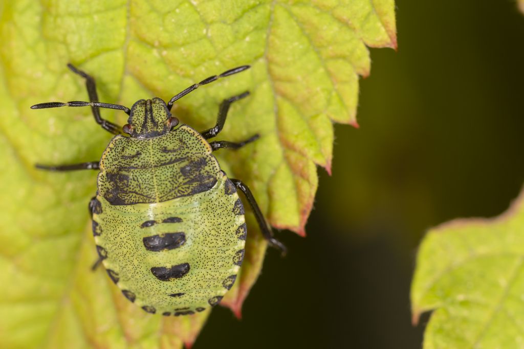 Palomena prasina (Linnaeus, 1761)