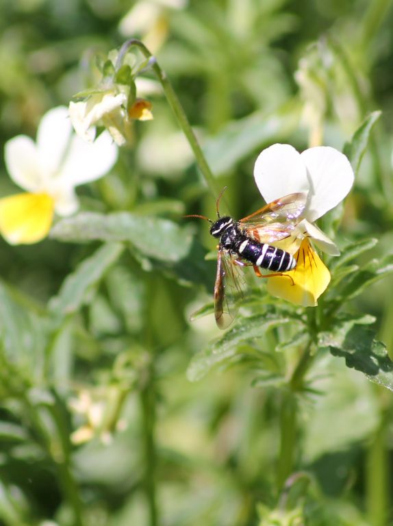 Tenthredinidae