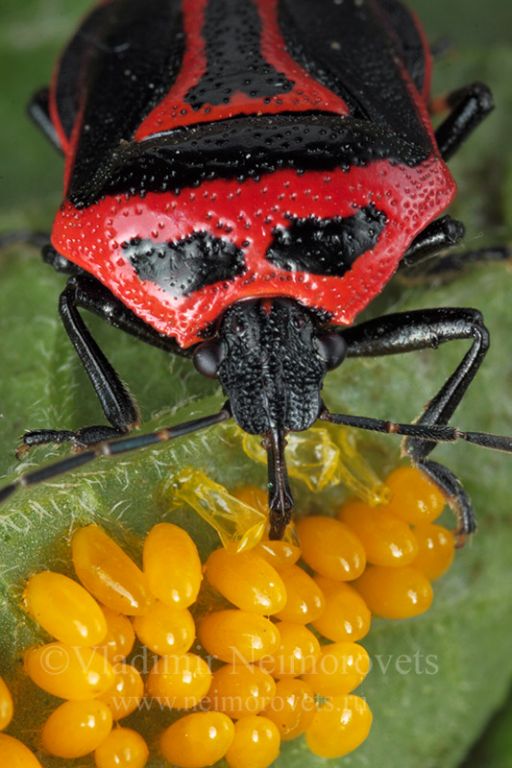 Perillus bioculatus (Fabricius, 1775)