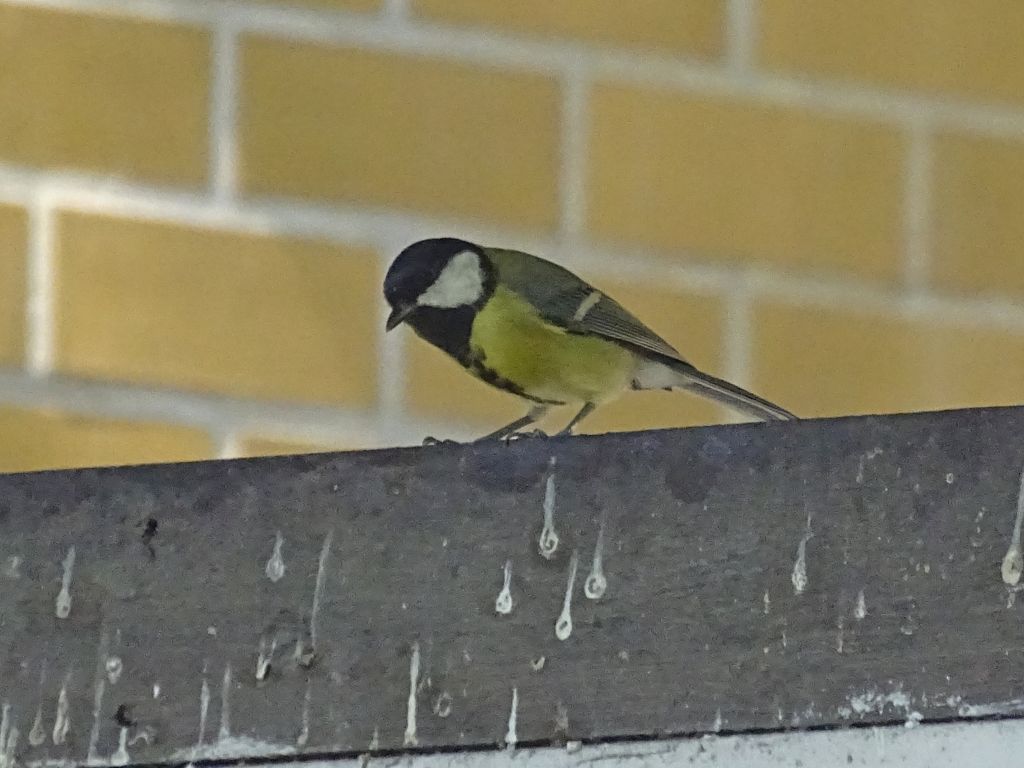 Parus major Linnaeus, 1758