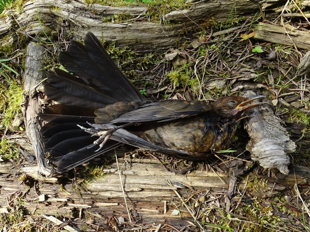 Turdus merula Linnaeus, 1758